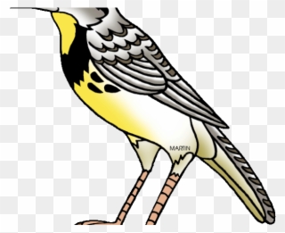 Bird Clipart Meadowlark - Oregon State Bird Cartoon - Png Download