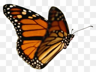 Monarch Butterfly Clipart Cool - Butterfly Gif No Background - Png Download