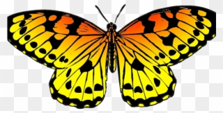 Egg Clipart Butterfly - Yellow Butterfly Clipart Png Transparent Png