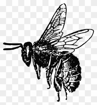 Clipart - Bee - Realistic Bee Clipart Black And White - Png Download