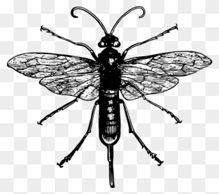 All Photo Png Clipart - Black And White Robber Fly Transparent Png