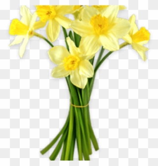 Daffodils Clipart Silhouette - Daffodil Png Transparent Png