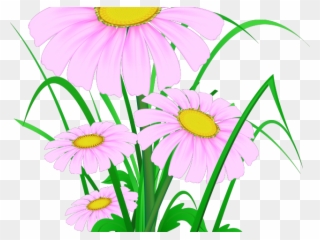Chamomile Clipart Wild Flower - Portable Network Graphics - Png Download