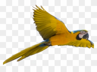 Parrot Clipart Face - Bird Flying Transparent Background - Png Download