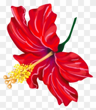 Chinese Hibiscus Clipart