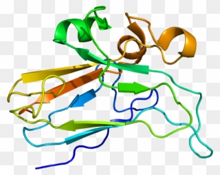 Protein Efnb2 Pdb 1iko - Ephrin B2 Clipart