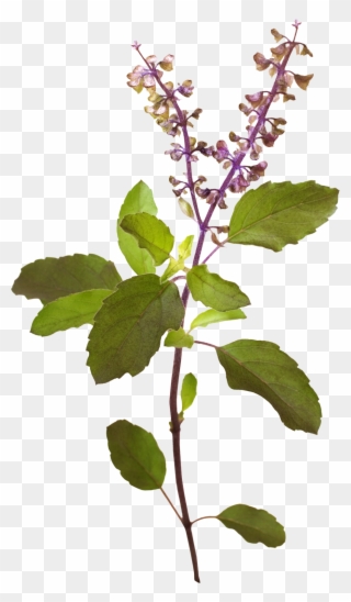 925 X 1586 5 - Tulsi Tree Png Clipart