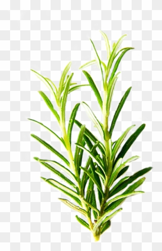 Rosemary Leaf Png Clipart