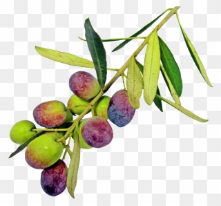 Free Png Olive With Leaf Png Images Transparent - Png Transparents Olive Tree Clipart