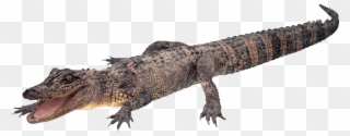 Crocodile Free Png Transparent Background Images Free - Gator Png Clipart