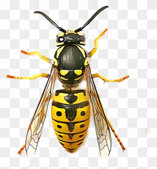 Yellow Jacket Png - Insects Wasp Clipart
