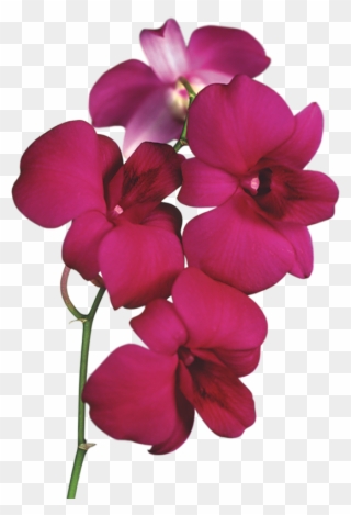 Transparent Png Clipart Gallery Yopriceville High View - Red Orchid Png