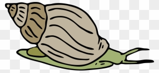 Seashells Clipart Sea Plant - Snail Clipart - Png Download