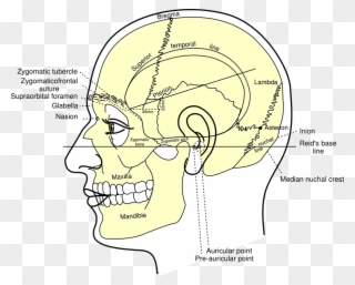 Skull Diagram Head - Diagram Of Human Head Clipart