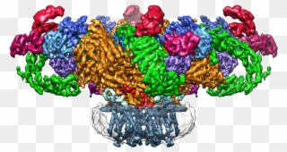 Single Particle Cryo-em Structure Of Ryanodine Receptor - Cryo Em Structure Channel Clipart