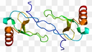 Protein Ccl4 Pdb 1hum - Illustration Clipart