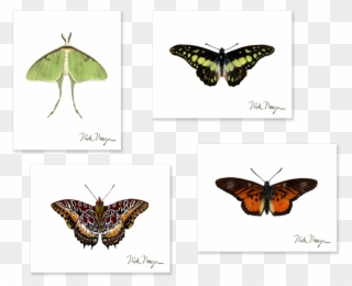 Sign Up And Get 10% Off - Swallowtail Butterfly Clipart