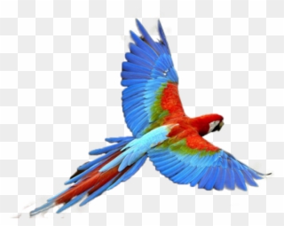 Free Png Download Parrot Transparent Png Images Background - Parrot Png Clipart