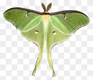 Moon Moths - Luna Moth Clipart