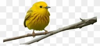 Detroit Audubon's Seasonal Newsletter That Highlights - Yellow Warbler Transparent Background Clipart