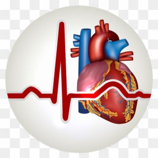 Cardilogliy Circlenb - Heart Circulatory System Png Clipart