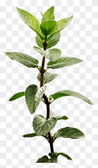 Peppermint Plant Image - Mint Plant Transparent Clipart