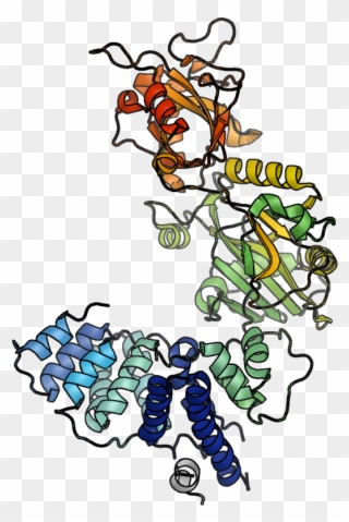 Human Dna Ligase Iv In Complex With Artemis Fragment - Illustration Clipart