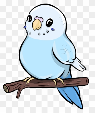 Untitled Artwork - Budgie Clipart