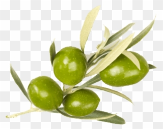 Free Png Download Olive Png Images Background Png Images - Olive Leaves Clipart