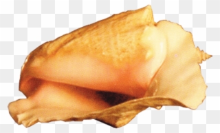 This Png File Is About Conch , Shell , Marine Mollusc - Portable Network Graphics Clipart