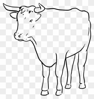 Cow Clip Art Outline - Line Drawing Of A Bull - Png Download