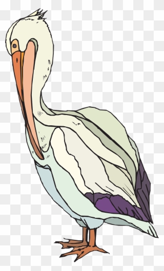 Pelican Searbird Pelecanidae - Pelican Clipart - Png Download
