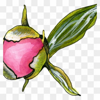 Peony Bud - Rosa Glauca Clipart