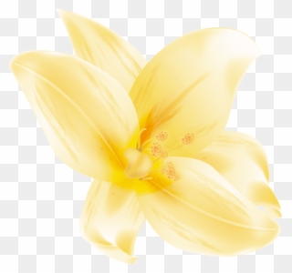 Free Png Download Large Yellow Lilium Png Images Background - Lily Clipart
