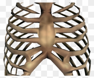 Rib Cage Png Transparent Images - Rib Cage Transparent Clipart