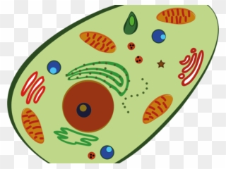 Blood Clipart Human Blood - Prokaryotic And Eukaryotic Cells Maze - Png Download