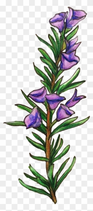 Rosemary Png - Rosemary Flower Illustration Png Clipart