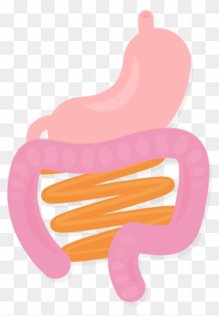 Stomach Intestines Organs Body Gi System Vector Illustration Clipart
