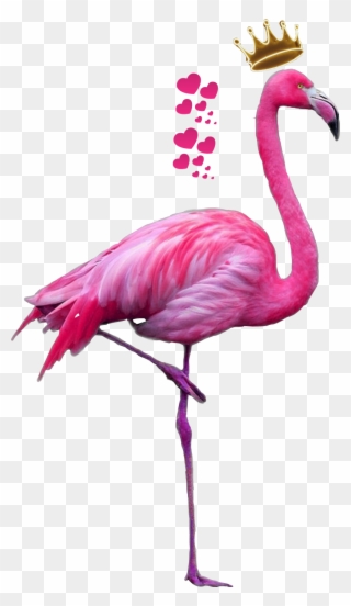 Flamingo Clipart Feather - Flamingo Png Transparent Png