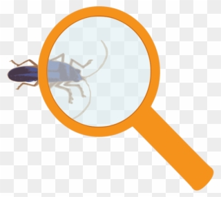 Medium Image - Magnifying Glass Bug Png Clipart