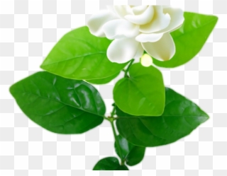 Jasmine Clipart Flowering Plant - Jasmine - Png Download