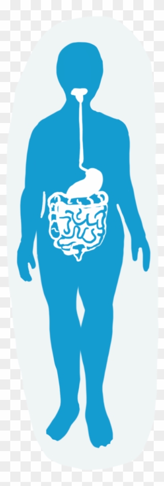 Digestive System - Illustration Clipart
