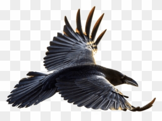 Free Png Download Crow Flying Png Images Background - Flying Raven Clipart