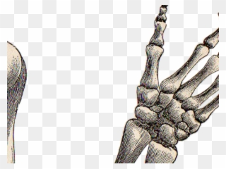 Drawn Hand Gesture Skeleton Hand - Skeleton Hand Transparent Background Clipart