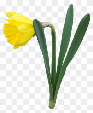 Yellow Transparent Daffodil Flower Png Clipart - Daffodil Transparent