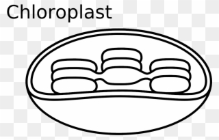 Similar Clip Art - Chloroplast Easy To Draw - Png Download