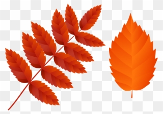 Orange Fall Leaves Clipart - Png Download