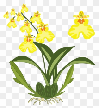 Clipart - Oncidium - Yellow Orchid Clip Art - Png Download