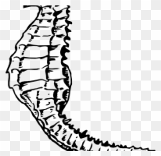 Seahorse Clipart Public Domain - Black And White Seahorse - Png Download