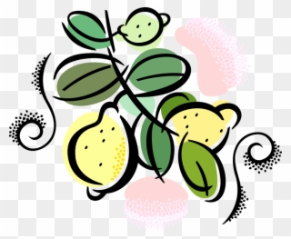 Vector Illustration Of Citrus Fruit Lemons Growing Clipart